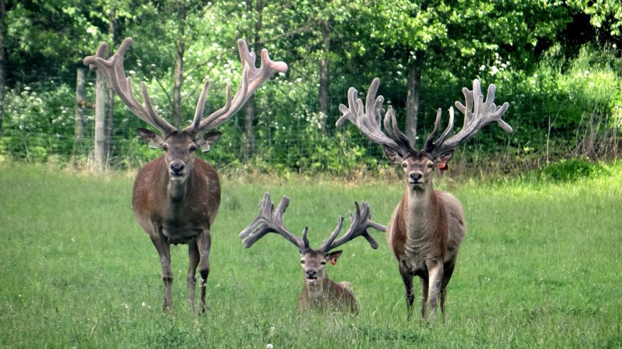 RUDZIE pastoreo de renos cría de renos cría de ciervos gamos terneros 02