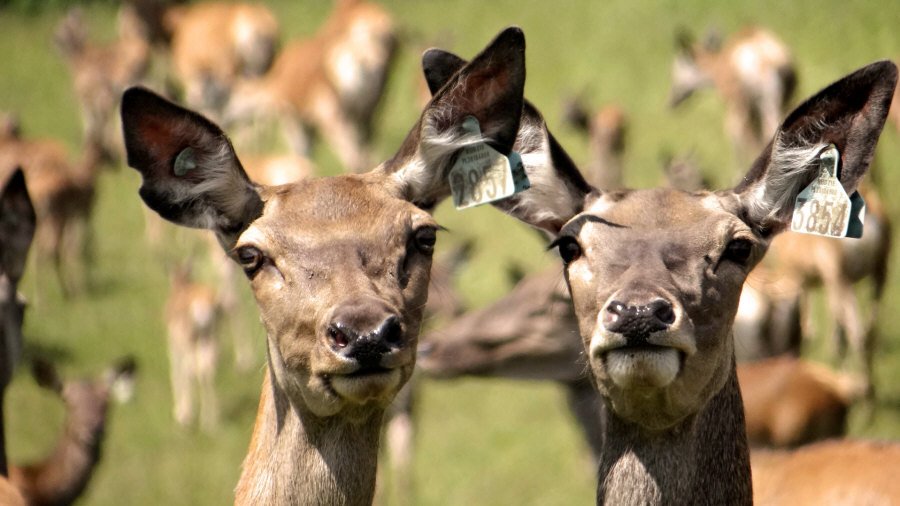 RUDZIE pastoreo de renos cría de renos cría de ciervos gamos terneros 03