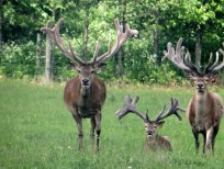 RUDZIE pastoreo de renos cría de renos cría de ciervos gamos terneros