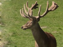 RUDZIE pastoreo de renos cría de renos cría de ciervos gamos terneros