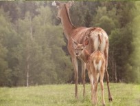 RUDZIE pastoreo de renos cría de renos cría de ciervos gamos terneros