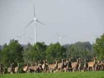 RUDZIE pastoreo de renos cría de renos cría de ciervos gamos terneros