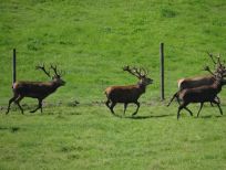 RUDZIE pastoreo de renos cría de renos cría de ciervos gamos terneros
