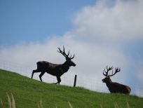 RUDZIE pastoreo de renos cría de renos cría de ciervos gamos terneros