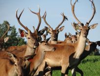 RUDZIE pastoreo de renos cría de renos cría de ciervos gamos terneros