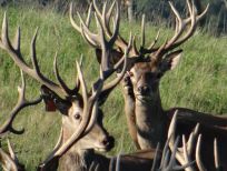 RUDZIE pastoreo de renos cría de renos cría de ciervos gamos terneros