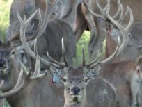 RUDZIE pastoreo de renos cría de renos cría de ciervos gamos terneros