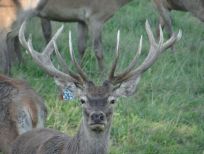 RUDZIE pastoreo de renos cría de renos cría de ciervos gamos terneros