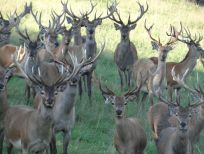 RUDZIE pastoreo de renos cría de renos cría de ciervos gamos terneros