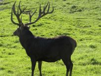 RUDZIE pastoreo de renos cría de renos cría de ciervos gamos terneros