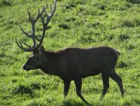 RUDZIE pastoreo de renos cría de renos cría de ciervos gamos terneros