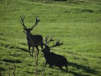 RUDZIE pastoreo de renos cría de renos cría de ciervos gamos terneros