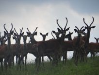 RUDZIE pastoreo de renos cría de renos cría de ciervos gamos terneros