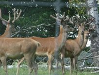 RUDZIE pastoreo de renos cría de renos cría de ciervos gamos terneros