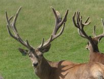 RUDZIE pastoreo de renos cría de renos cría de ciervos gamos terneros