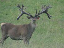 RUDZIE pastoreo de renos cría de renos cría de ciervos gamos terneros