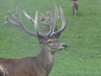 RUDZIE pastoreo de renos cría de renos cría de ciervos gamos terneros