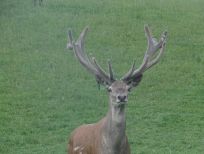 RUDZIE pastoreo de renos cría de renos cría de ciervos gamos terneros